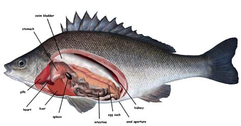 Perch Internal Anatomy