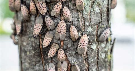 How Do Spotted Lanternflies Damage Trees: Important Facts