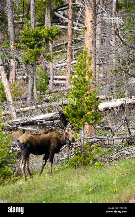 Wind River Range Moose Wildlife Animal Large USA Stock Photo - Alamy