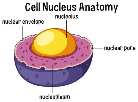 Premium Vector | Animal cell nucleus anatomy