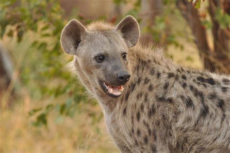 Laughing Hyena Photograph by David Pryce