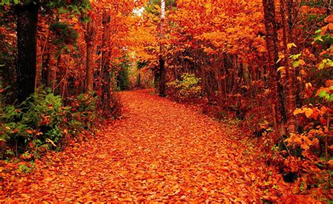 Fall Nature Wallpapers - Top Free Fall Nature Backgrounds - WallpaperAccess