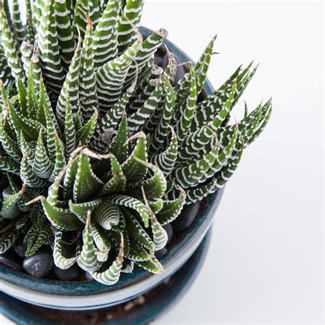 How to Care for Succulents Indoors | Succulents and Sunshine