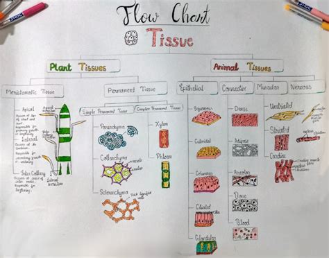 Flow chart : Classification of Tissues and different types of Tissues ...