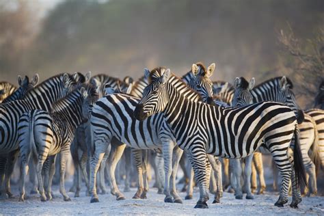 Africa's Top 15 Safari Animals and Where to Find Them