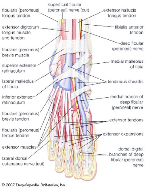 Ankle Nerve Anatomy