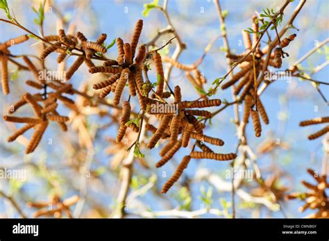 Cluster of seed pods on a Screwbean mesquite tree Stock Photo - Alamy