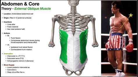 External Oblique Muscle