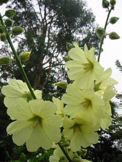 Alcea rugosa — The Botanic Nursery & Gardens