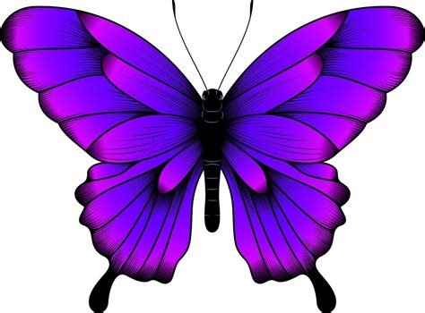 Tropical Purple Butterfly Illustration - Beautiful Butterfly Vector ...