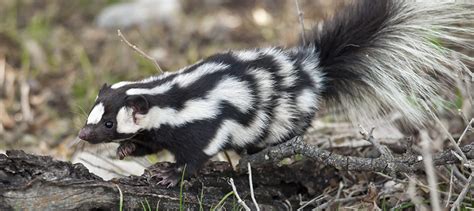 More spotted skunk species than originally thought - The Wildlife Society