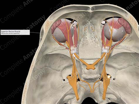 Superior Rectus Muscle | Complete Anatomy