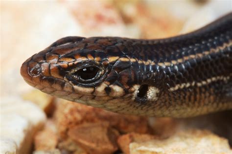 Southern Coal Skink, Juvenile | Near Haskell, Muskogee Count… | Flickr