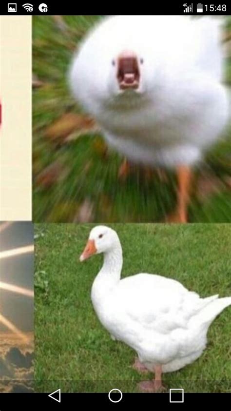 Create meme "breeds of geese, goose, goose vs duck" - Pictures - Meme ...