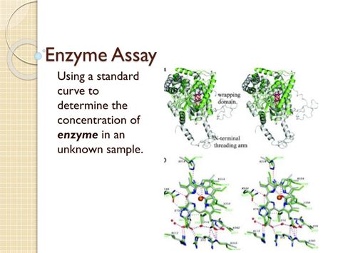 PPT - Enzyme Assay PowerPoint Presentation, free download - ID:5271868