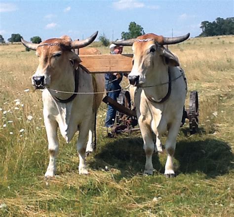 Oxen Experiences - Small Farmer's JournalSmall Farmer's Journal