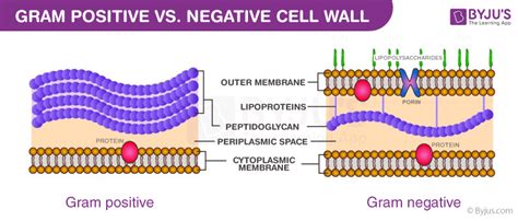 Composition of Bacterial Cell Wall