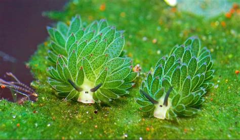 Leaf Sheep - A Leaf Slug That Can Photosynthesize