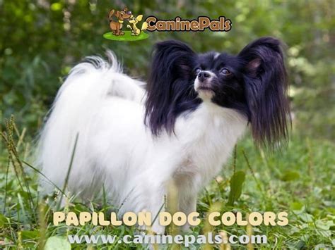 A Look into Papillon Dog Colors and Their Personality Traits - Canine Pals