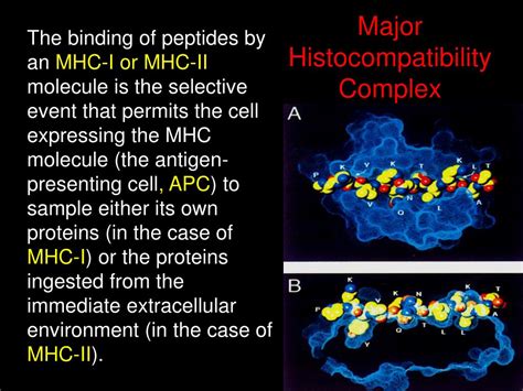 PPT - Major Histocompatibility Complex PowerPoint Presentation, free ...