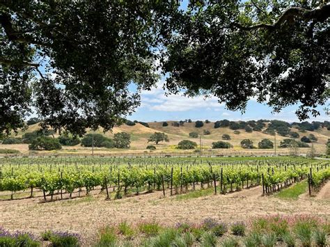 16 Wineries in Solvang for Wine Enthusiasts - Go Travel California