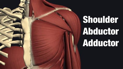 Shoulder abduction and adduction muscles - YouTube