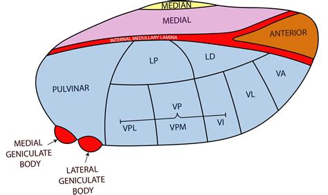 Thalamus Anatomy