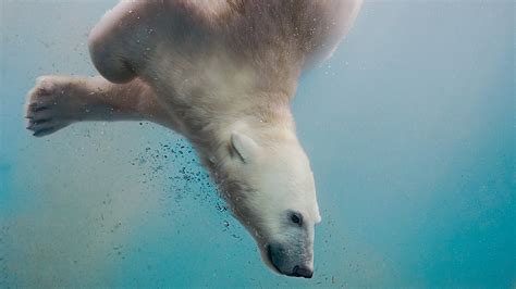 Polar bear swimming underwater | Windows Spotlight Images