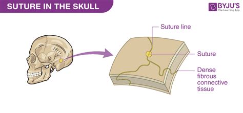 An Overview On Fibrous Joints- Types and their Functions