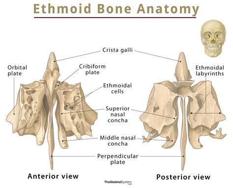 Ethmoid Bone – Location, Function, Anatomy, & Diagram