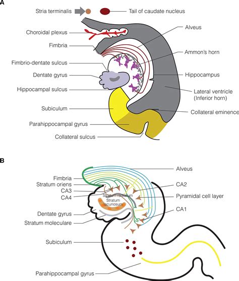 Human Hippocampus Layers