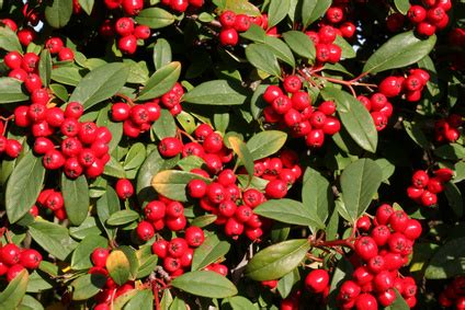 How to Grow Highbush Cranberry | Garden Guides