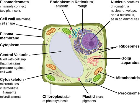 Eukaryotic Animal Cell Structure A Visual Guide Animal Cell Animal - Riset