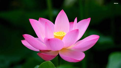 🔥 [50+] Pink Lotus Flower Wallpapers | WallpaperSafari