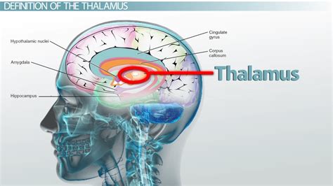 Thalamus: Definition, Functions & Location - Video & Lesson Transcript ...