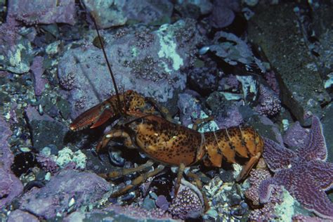 Image: American lobster, Homarus americanus in Newfoundland, Canada ...