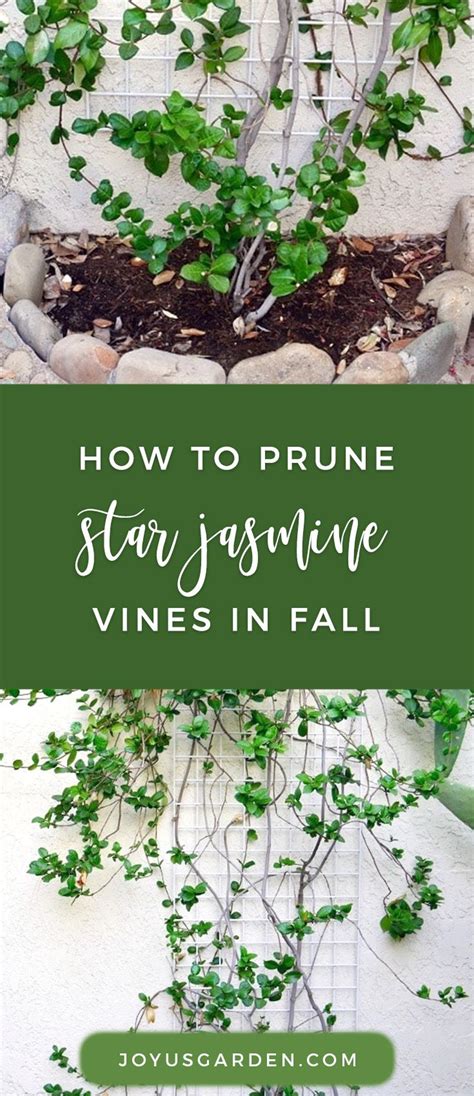 Pruning and Shaping the Star Jasmine Vine for Fall | Joy Us Garden ...