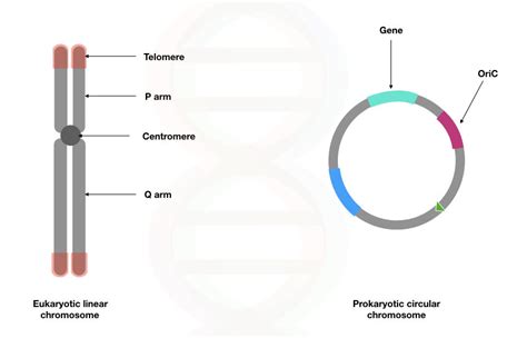 Difference Between Prokaryotic DNA Vs Eukaryotic DNA