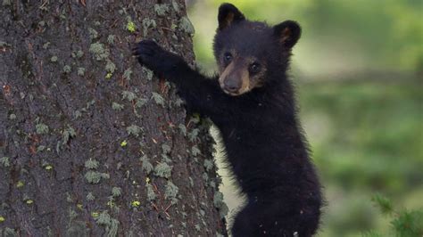 Black Bear Cub Found Dead in Central Park - ABC News