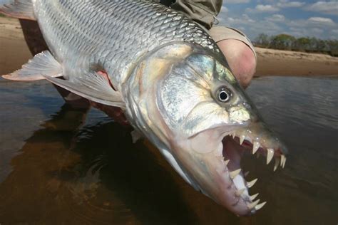 Species Spotlight: Tigerfish | Sportquest Holidays