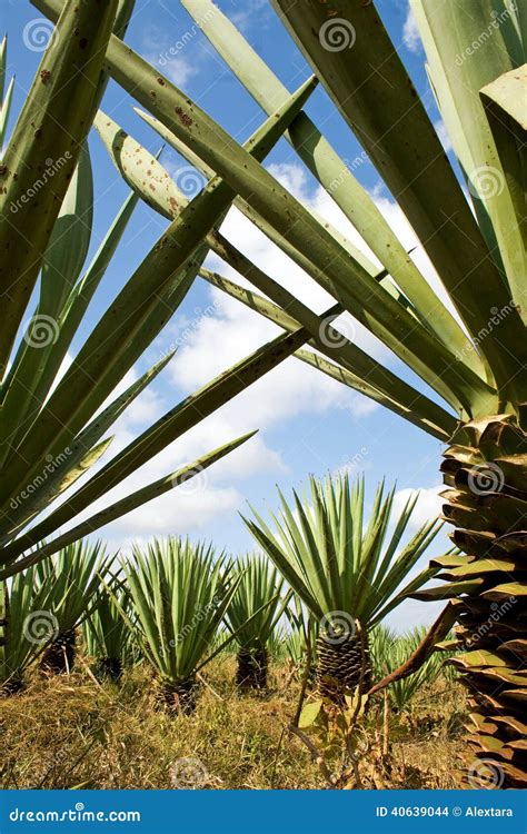 Sisal (Agave Sisalana) Plantation Stock Photo - Image of cultivate ...