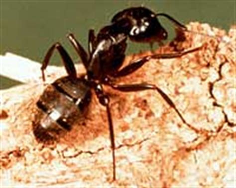 Carpenter Ants Lifecycle, Food & More - Nature's Way Pest Control