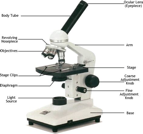 Compound Microscope Normal Adjustment - SantostaroRangel