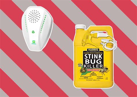 6 Best Stink Bug Repellents – Top Rated and Reviewed (Winter 2024)