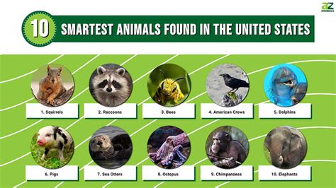 Discover the 10 Smartest Animals Found in the United States - A-Z Animals