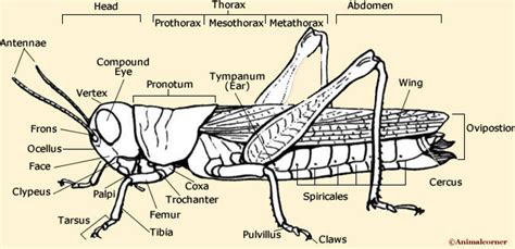 Grasshopper Body Anatomy - Body Functions Diagram