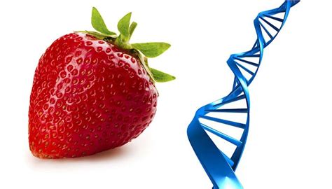 Strawberry DNA Activity