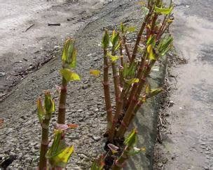 Japanese Knotweed: Dreadable Edible - Eat The Weeds and other things, too