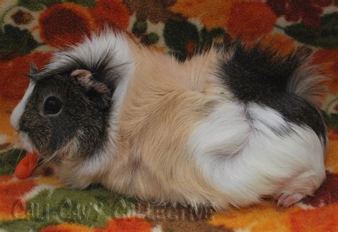 Cali Cavy Collective: a blog about all things guinea pig: Poof guinea ...