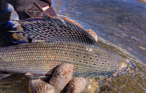 Arctic Grayling – Western Native Trout Initiative